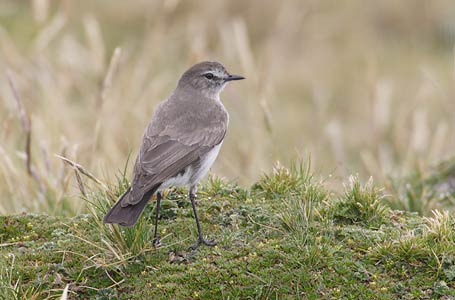 Paramo Ground Tyrant (Muscisaxicola alpinus) photo image