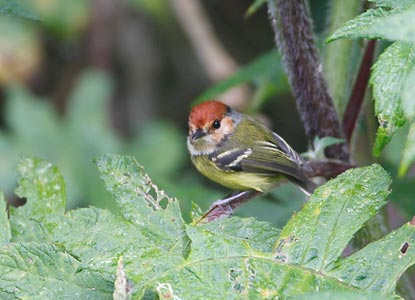 Rufous-crowned Tody-Flycatcher (Poecilotriccus ruficeps) photo image