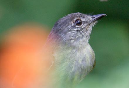 Southern Beardless Tyrannulet (Camptostoma obsoletum) photo image