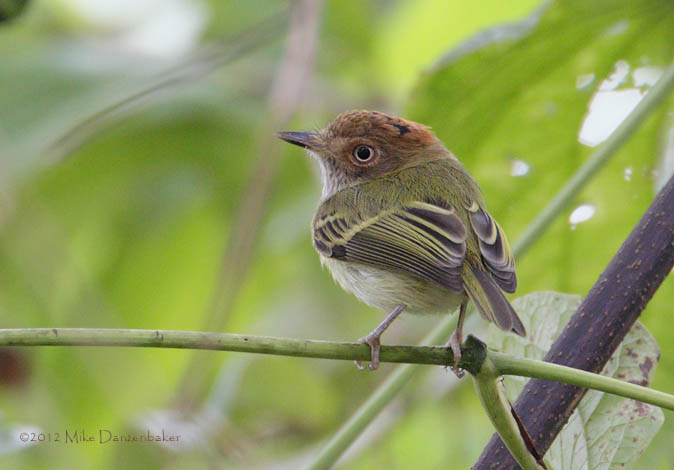 Scale-crested Pygmy-tyrant