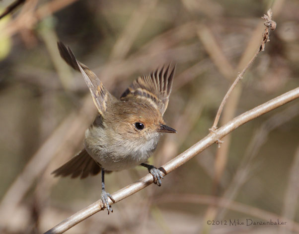Tawny-crowned Pygmy-Tyrant (Euscarthmus meloryphus) photo