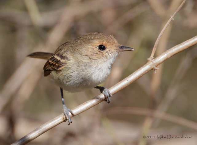 Tawny-crowned Pygmy-Tyrant (Euscarthmus meloryphus) photo