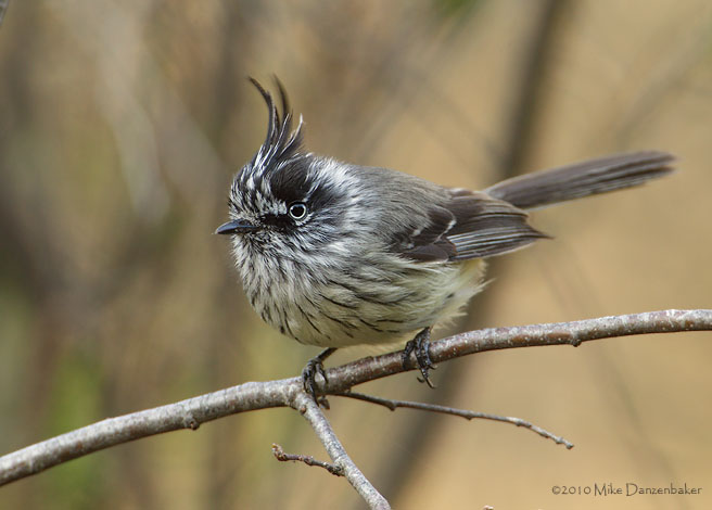 Tufted Tit-Tyrant (Anairetes parulus) photo