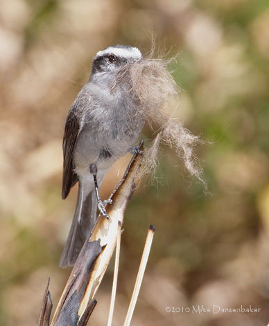 White-browed Chat-Tyrant (Ochthoeca leucophrys) photo
