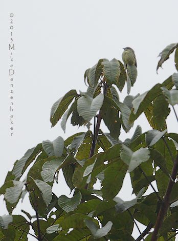 White-lored Tyrannulet (Ornithion inerme) photo image