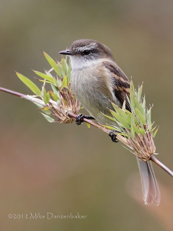 White-throated Tyrannulet (Mecocerculus leucophrys) photo image