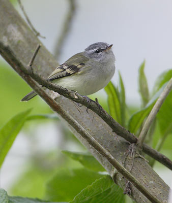 White-tailed Tyrannulet (Mecocerculus poecilocercus) photo image