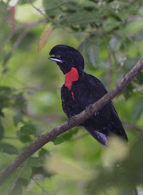 Bare-necked Umbrellabird (Cephalopterus glabricollis) photo