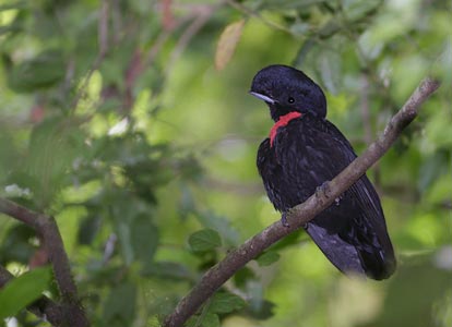 Bare-necked Umbrellabird (Cephalopterus glabricollis) photo
