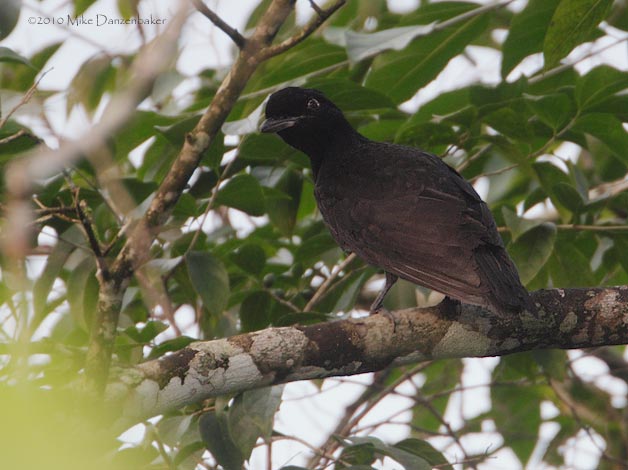 Bare-necked Umbrellabird (Cephalopterus glabricollis) photo