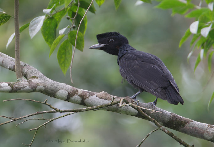 Bare-necked Umbrellabird (Cephalopterus glabricollis) photo