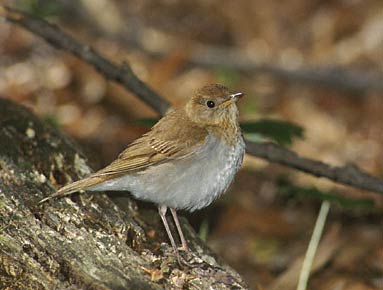 Veery (Catharus fuscescens) photo image