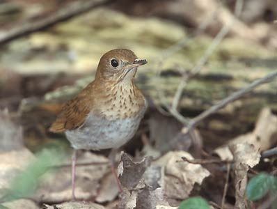 Veery (Catharus fuscescens) photo image