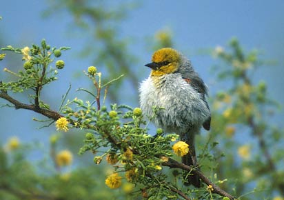 Verdin (Auriparus flaviceps) photo image