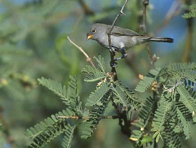 Verdin (Auriparus flaviceps) photo image