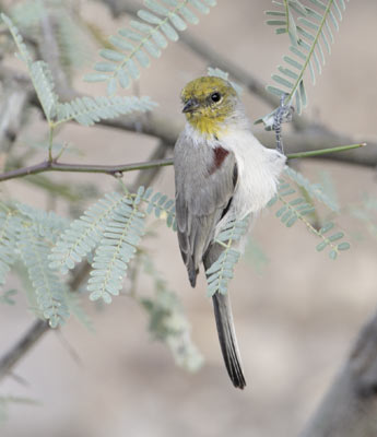 Verdin (Auriparus flaviceps) photo image