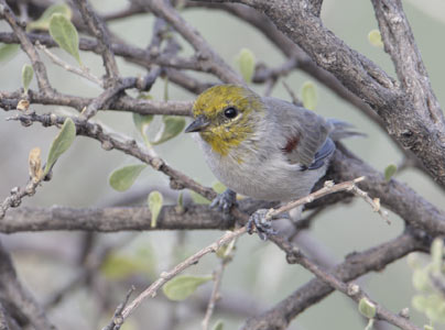 Verdin (Auriparus flaviceps) photo image