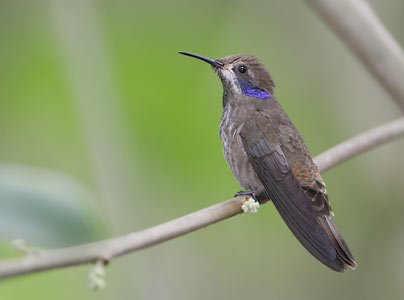 Brown Violetear (Colibri delphinae) photo image