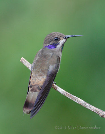 Brown Violetear (Colibri delphinae) photo