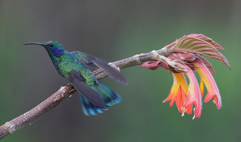 Green Violetear (Colibri thalassinus) photo image