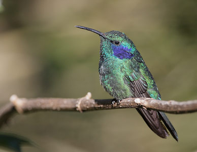 Green Violetear (Colibri thalassinus) photo image