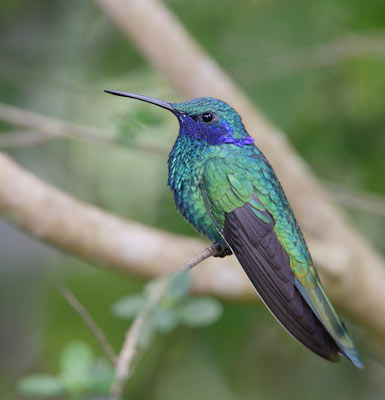 Sparkling Violetear (Colibri coruscans) photo image