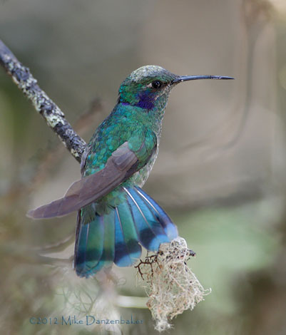 Sparkling Violetear (Colibri coruscans) photo image