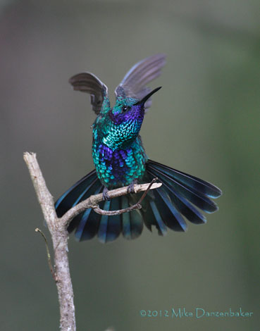 Sparkling Violetear (Colibri coruscans) photo image