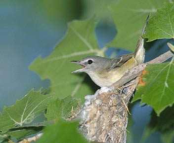 Bell's Vireo (Vireo bellii) photo image