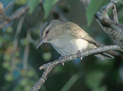 Black-whiskered Vireo (Vireo altiloquus) photo image
