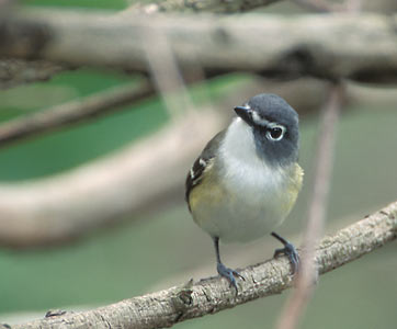 Blue-headed Vireo (Vireo solitarius) photo image