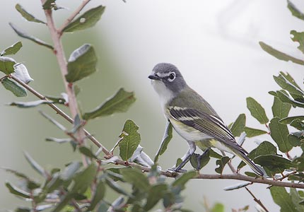 Blue-headed Vireo (Vireo solitarius) photo
