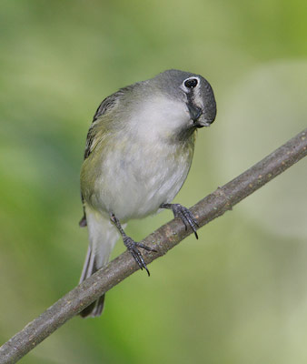 Cassin's Vireo (Vireo cassinii) photo image