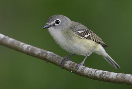 Cassin's Vireo (Vireo cassinii) photo image