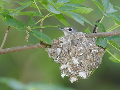 Cassin's Vireo (Vireo cassinii) photo image