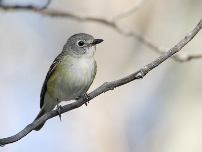 Cassin's Vireo (Vireo cassinii) photo image