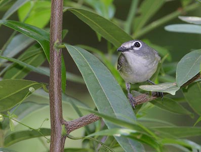Cassin's Vireo (Vireo cassinii) photo image