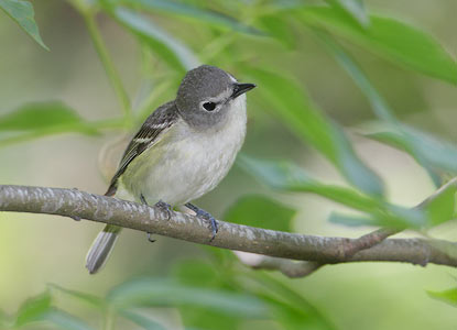 Cassin's Vireo (Vireo cassinii) photo image