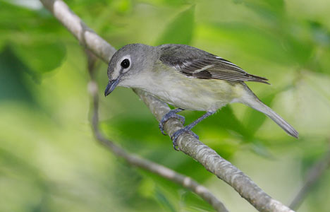 Cassin's Vireo (Vireo cassinii) photo image