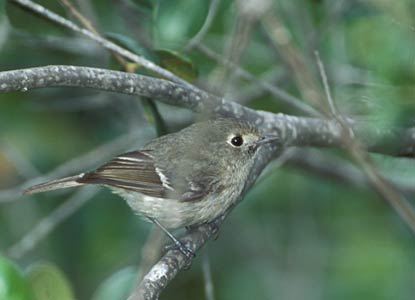 Hutton's Vireo (Vireo huttoni) photo image