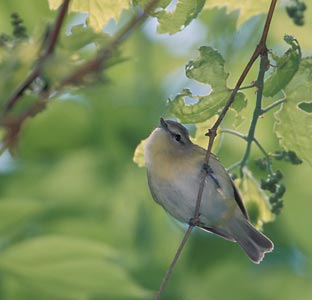 Philadelphia Vireo (Vireo philadelphicus) photo image