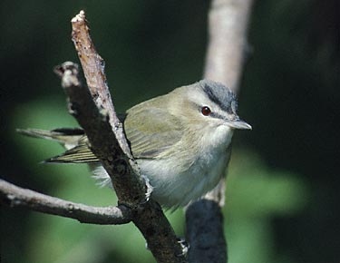 Red-eyed Vireo (Vireo olivaceus) photo image