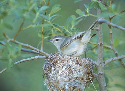 Warbling Vireo (Vireo gilvus) photo image
