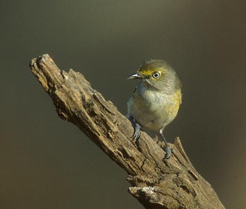White-eyed Vireo (Vireo griseus) photo image
