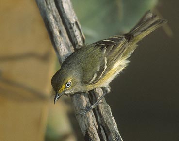 White-eyed Vireo (Vireo griseus) photo image
