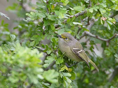 White-eyed Vireo (Vireo griseus) photo image
