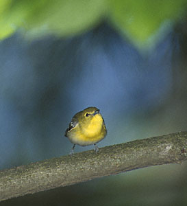 Yellow-throated Vireo (Vireo flavifrons) photo image