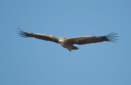 Griffon Vulture (Gyps fulvus) photo image