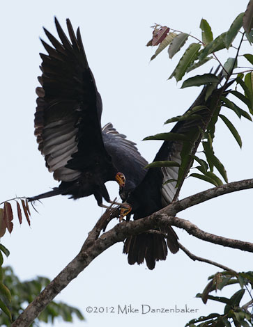 Greater Yellow-headed Vulture (Cathartes melambrotus) photo