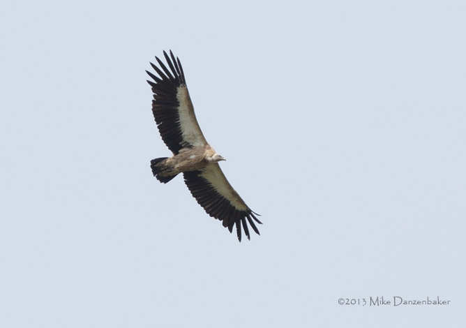 Himalayan Vulture (Gyps himalayensis) photo image
